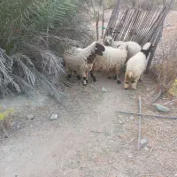 بره چاغ