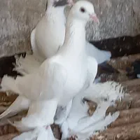 سفیدپاپر ماده