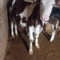 گاوشیری سیمنتال