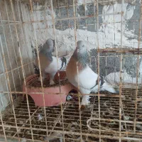 کبوتر فروشی