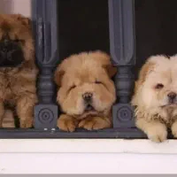 چاچاو|سگ|کرمان, |دیوار