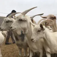 دام
