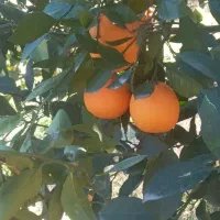 پرتقال تامسون درجه یک