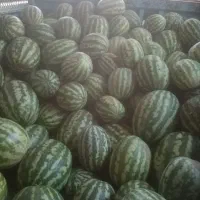 هندوانه سبزوار