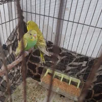 مرغ عشق ُسالم چلوندنی|پرنده|ساری, |دیوار