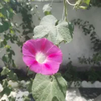 زمین کشاورزی پایین بردسکن