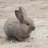 خرگوش