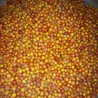 رملیک ترش وملس کوهی درجه یک