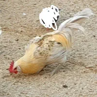 خروس محلی و لاری و مرغ کرک ریشی|حیوانات مزرعه|آبدان, |دیوار