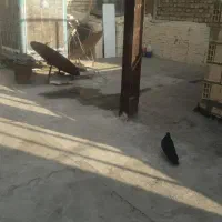 کفتر زاغ گمشده به یابنده مژدگانی میدم درکردآباد