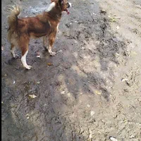 پاکوتاه اشپیزاسترالیایی|سگ|رشت, نظری|دیوار