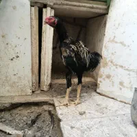 تخم مرغ لاری. جوجه لاری|حیوانات مزرعه|مشهد, توس (بلوار توس)|دیوار