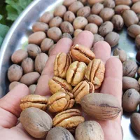 انواع نهال مرکبات شناسنامه دار و پاپایا|خدمات باغبانی و درختکاری|دزفول, |دیوار