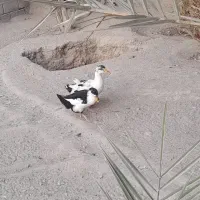 غاز و اردک|حیوانات مزرعه|مهران (هرمزگان), |دیوار