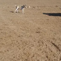 سگ خراسانی|سگ|شیروان (خراسان), |دیوار