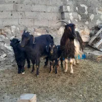 ۲ عدد بز جوان به همراه ۲ عدد بزغاله نر|حیوانات مزرعه|اردبیل, |دیوار