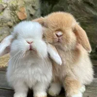 نژادخوکچه خارجی ایرانی.فندقی .کوتوله جوندگان|موش و خرگوش|اصفهان, شاهزید|دیوار