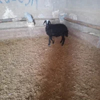 بره افشارسیاه ماده