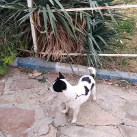 سگ پاکوتا ماده|سگ|محمدشهر, عباس آباد|دیوار