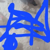 کبوتر گمشده|حیوانات|شیروان (خراسان), |دیوار