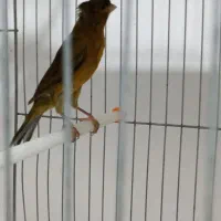 قناری های کشیده نرو ماده|پرنده|ابهر, |دیوار