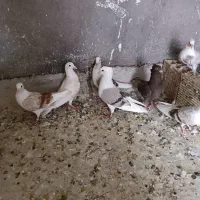 کبوتر رنگی|پرنده|دزفول, |دیوار