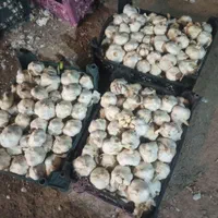 سیر|خوردنی و آشامیدنی|اصفهان, سرشبادران|دیوار