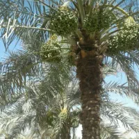 باغ وزمین لب اتوبان دالکی برازجان