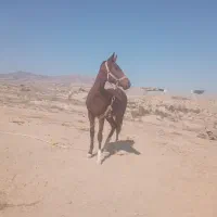 کره اسبی تکرار نشودنی نژاد ترکمن آخال