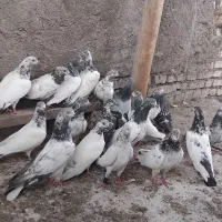تیدی|پرنده|دزفول, |دیوار