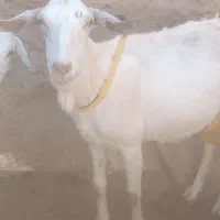 بز سانن