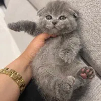 سرپرستی گربه قبول میکنم