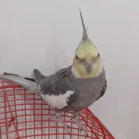 عروس هلندی
