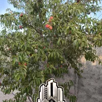 باغ ویلا انتهای توس ۸۱|فروش خانه و ویلا|مشهد, پرکندآباد|دیوار