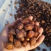 خرما و محصولات طبیعی مستقیم از تولید کننده|خوردنی و آشامیدنی|تهران, تهرانپارس جنوبی|دیوار