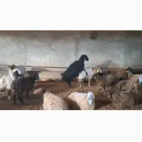 قوچ همو|حیوانات مزرعه|بجنورد, |دیوار