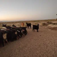 فروش بز داشتی