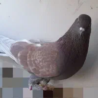 کبوتر. نر سرخ آس