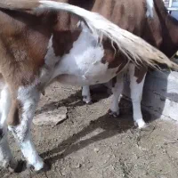 گاو و گوساله|حیوانات مزرعه|خوی, |دیوار