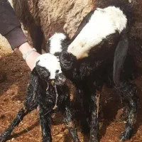 میش2بره زای شال|حیوانات مزرعه|قم, محمد آباد|دیوار