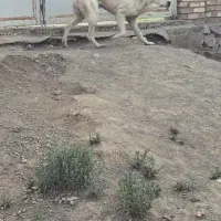 سگ میکس|سگ|خوی, |دیوار