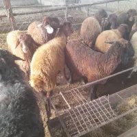 بره|حیوانات مزرعه|گرگان, |دیوار