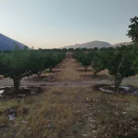 باغ-فروشی