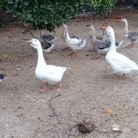 قوغاز اصل این نژاد کرچ میشه