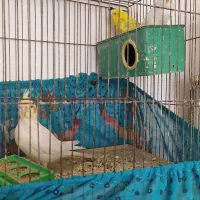 عروس هلندی ومرغ عشق
