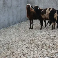 ۲راس بره ماده و ۱راس بره نر زیر قیمت