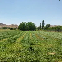 پرس یونجه خشک پر گل و برگ ۳۸تومان
