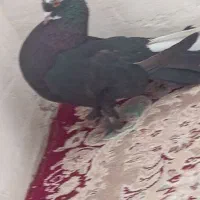 کفتر دم چتری