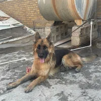 ژرمن شولاین|سگ|بهبهان, |دیوار