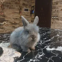 بچه خرگوش